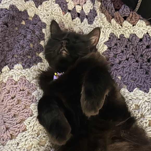 lavendercat3